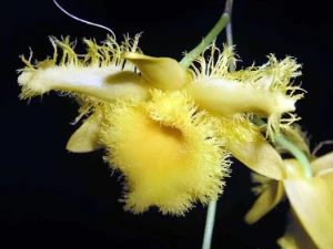 Bild von Dendrobium harweyanum 3